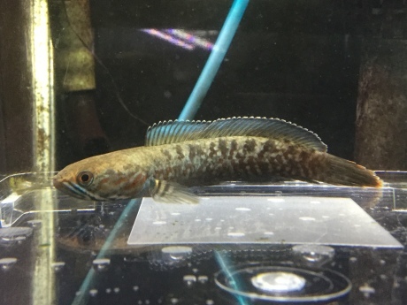 210916　熱帯魚　めだか　金魚　水草_f0189122_12244334.jpeg