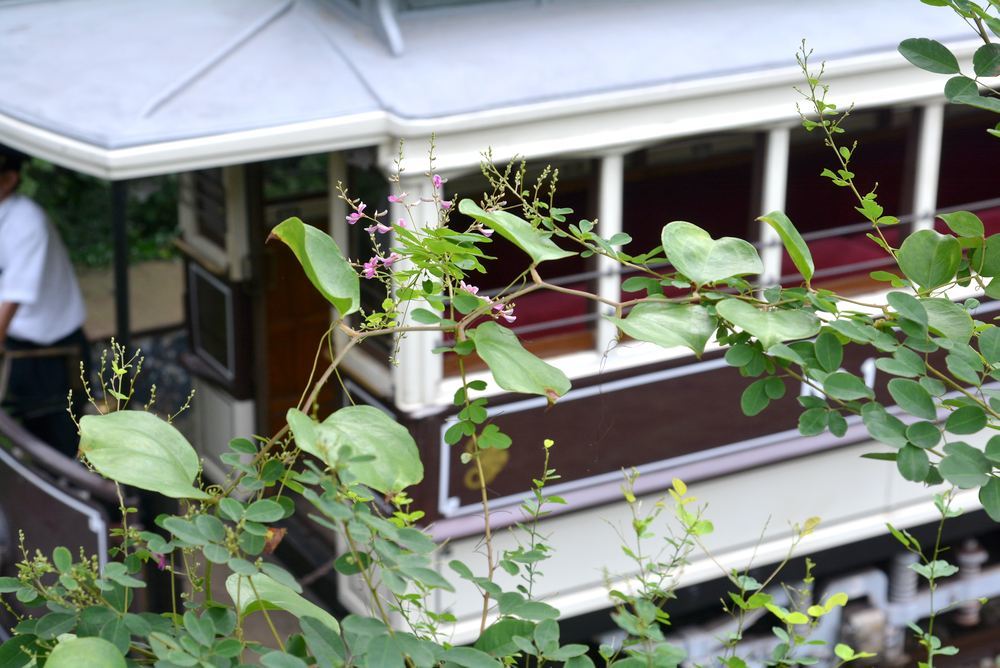 京都市電とハギの花2_e0373930_19440441.jpg