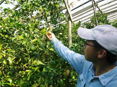 デコポン(肥後ポン) 果実の成長の様子(2021) 来年の花芽となる夏芽も元気に育っています!(後編) _a0254656_18292143.jpg