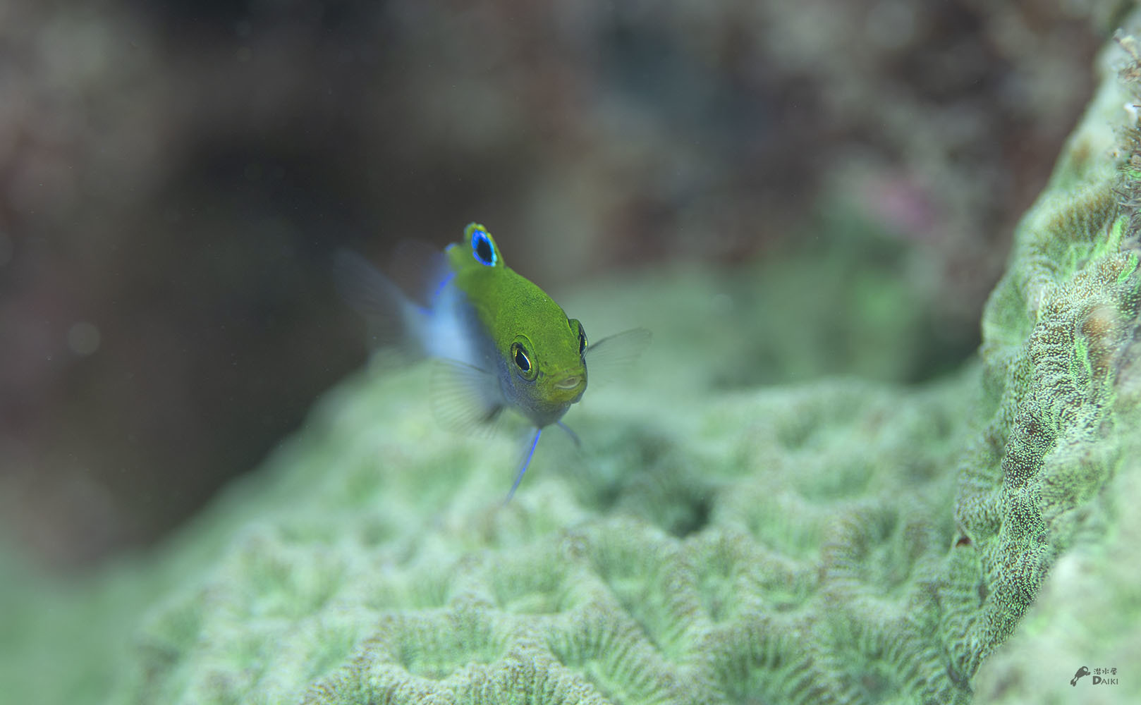 セダカスズメダイyg._e0158261_18595849.jpg