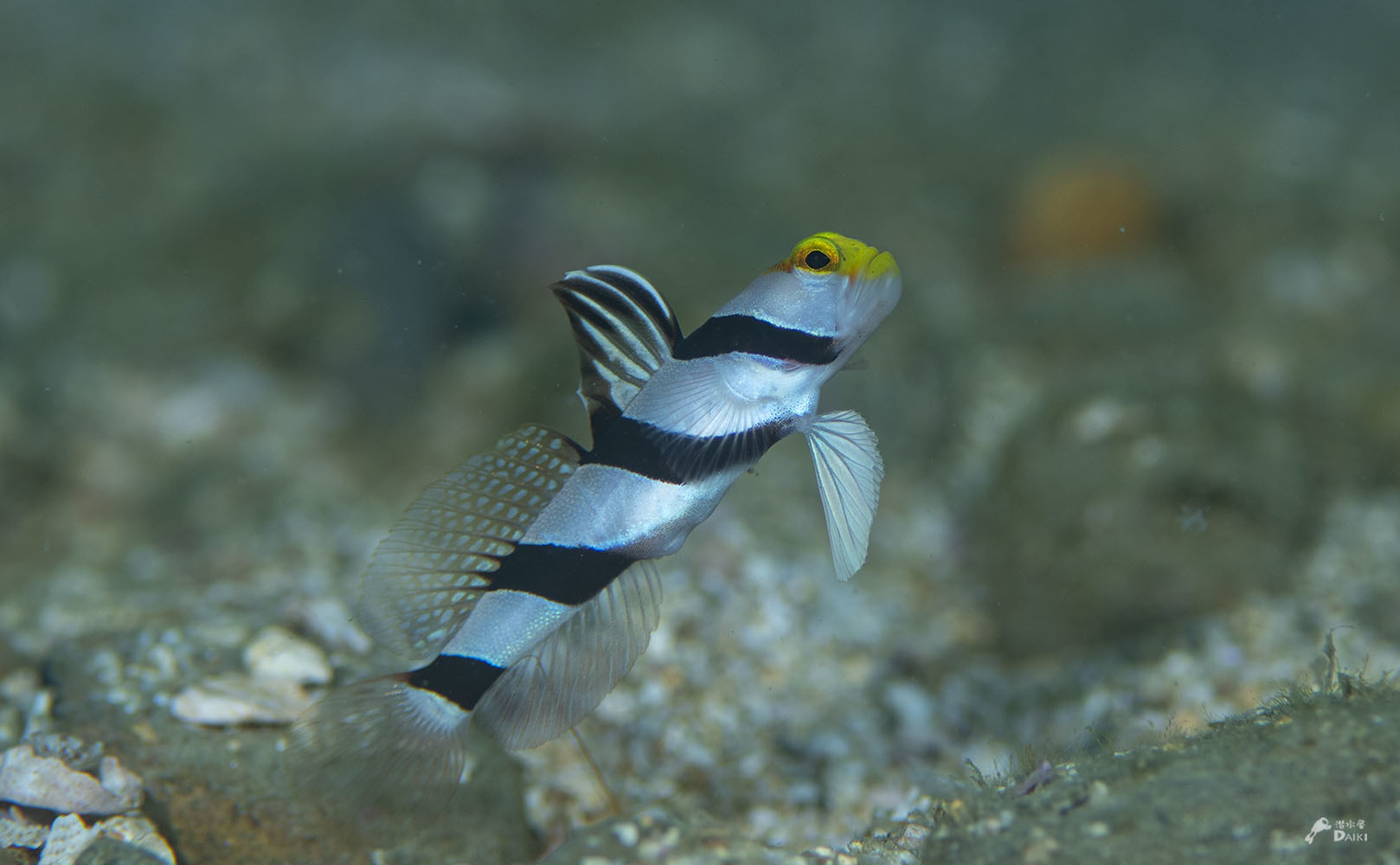 セダカスズメダイyg._e0158261_18595873.jpg