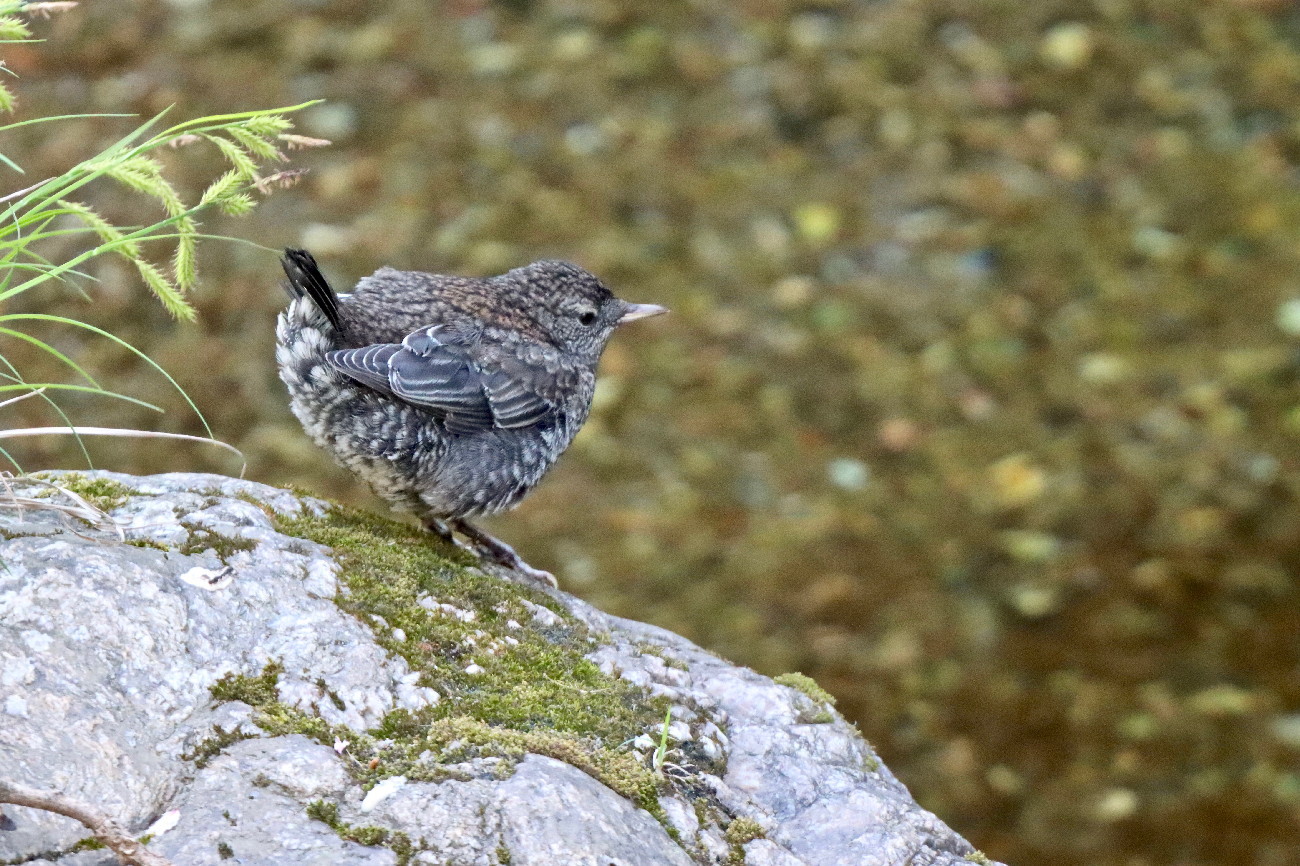 カワガラス幼鳥_d0232970_18562516.jpg