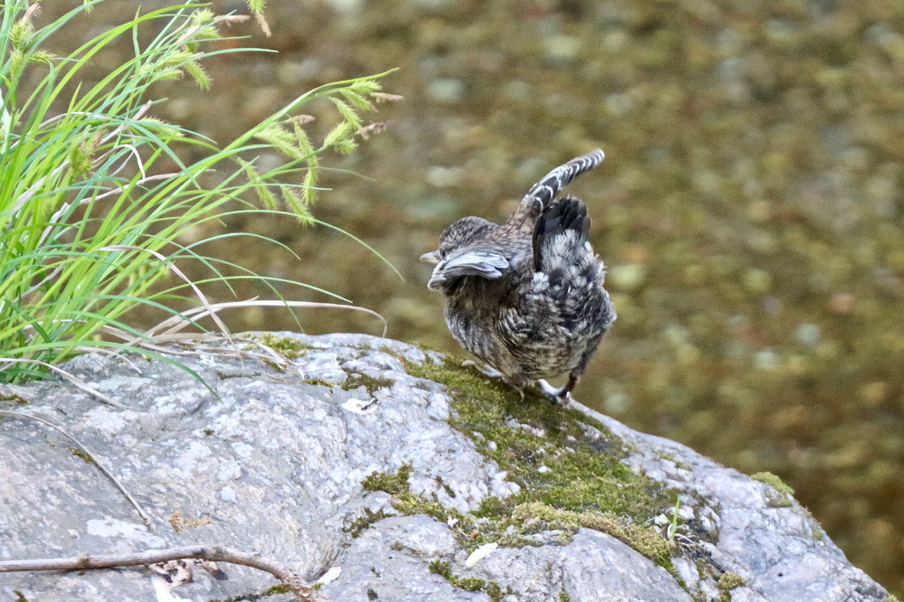 カワガラス幼鳥_d0232970_18563774.jpg