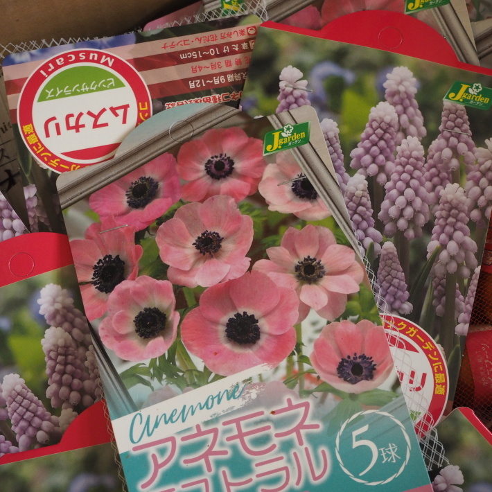 球根第二弾入荷しました Sola Og Planta ハーブを育てながら