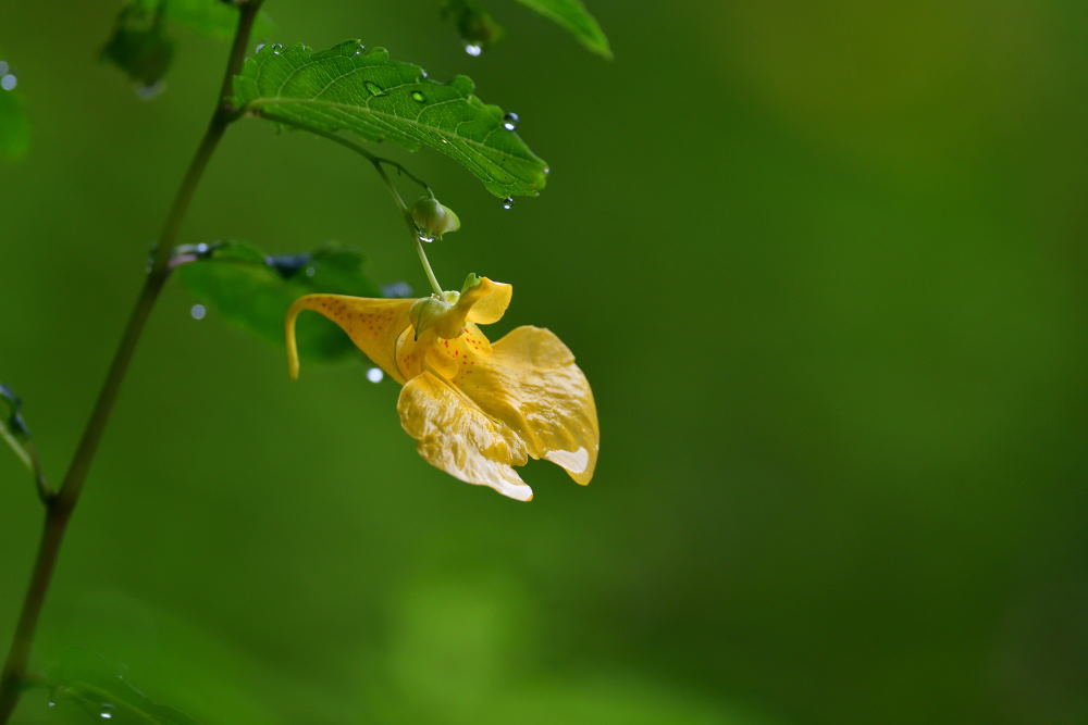 季節の花々_f0202686_13493903.jpg