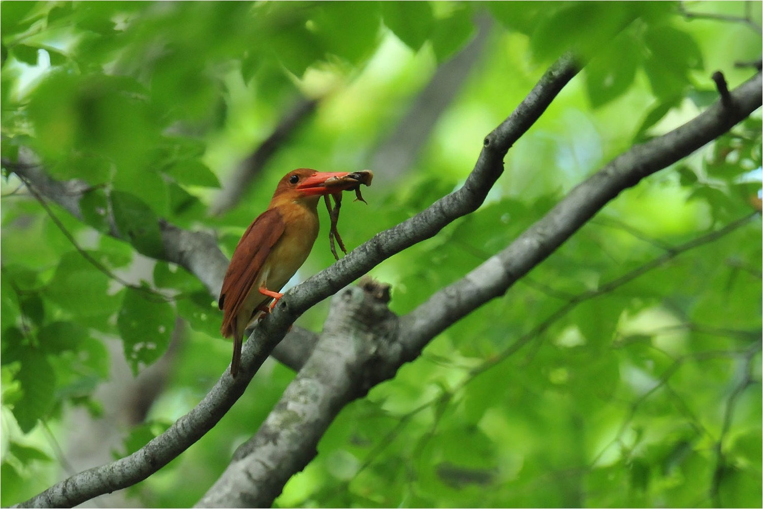  アカショウビンpartⅡ＠Forest birds of Tottori_a0076493_09352307.jpg