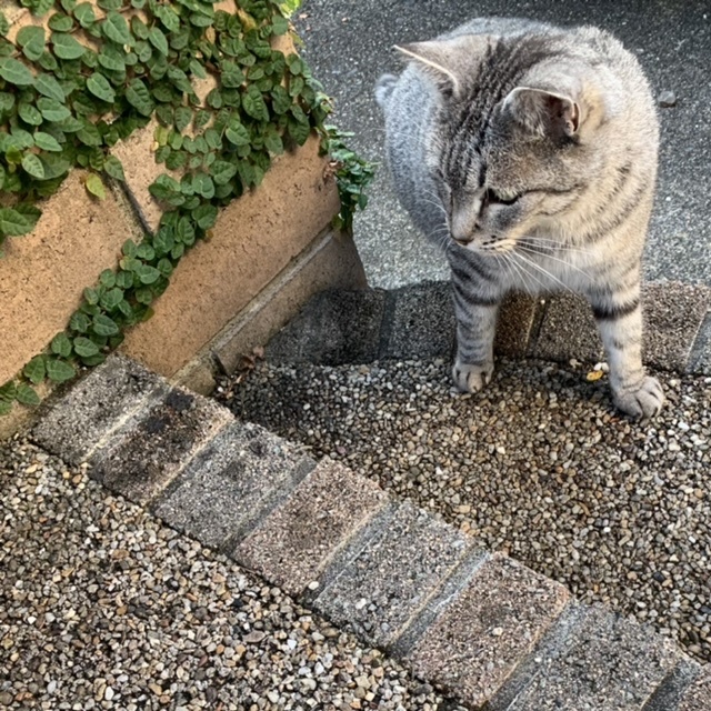 新参者_e0358096_18540233.jpeg