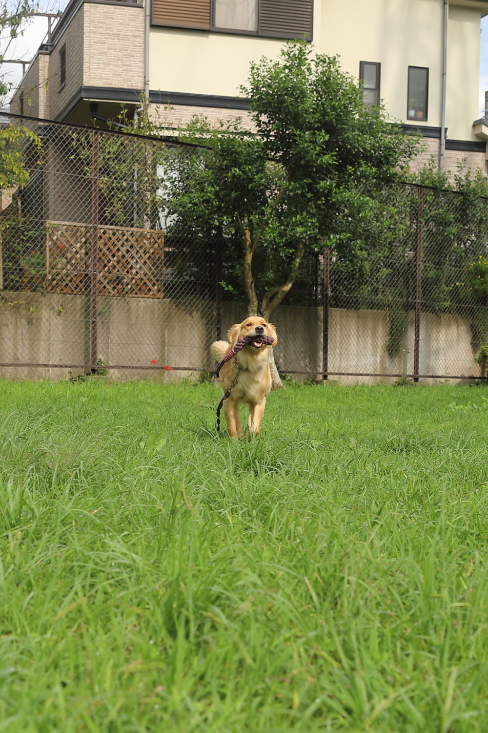 シロくん_b0275998_16324966.jpg