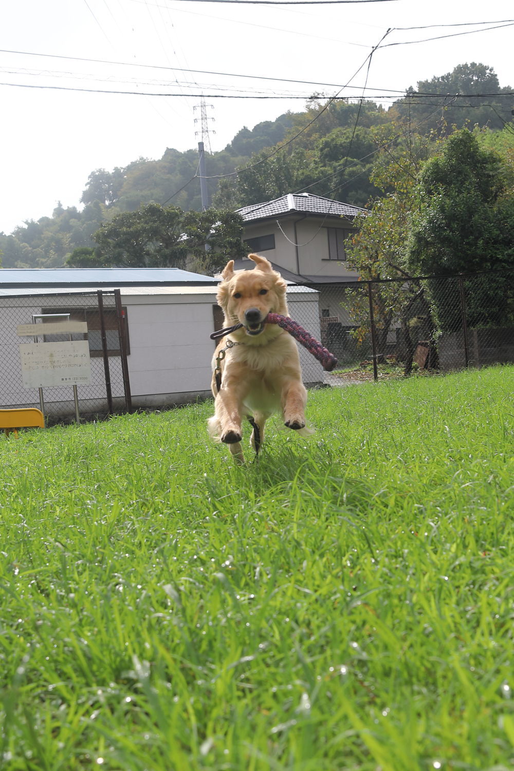 シロくん_b0275998_16325100.jpg