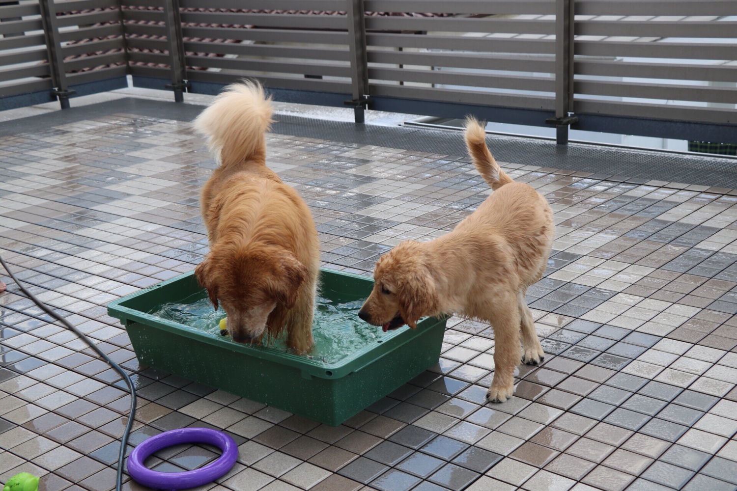 シロくん_b0275998_16464199.jpg