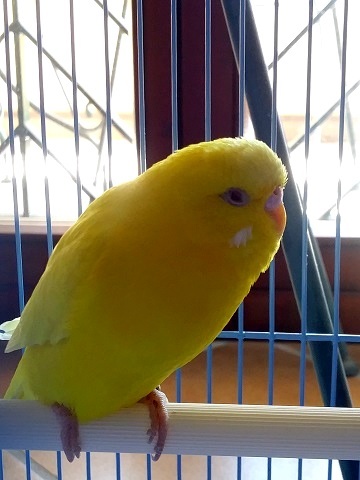 風邪をひいたPたん_d0006400_00104434.jpg