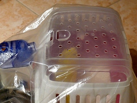 風邪をひいたPたん_d0006400_00105589.jpg