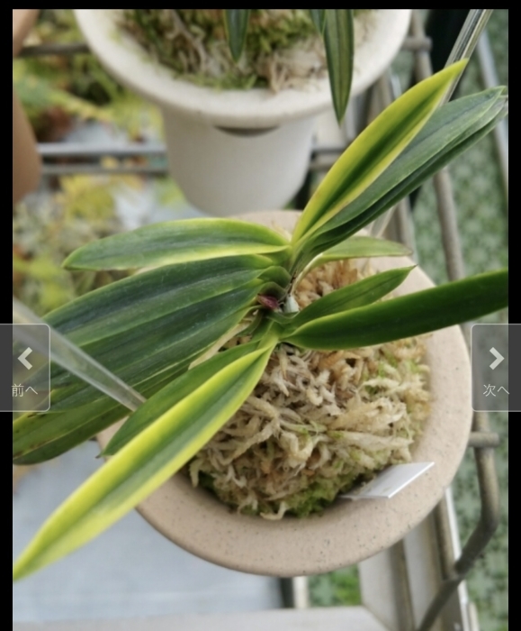 富貴蘭　五十鈴川(一品物の変化品♪) 富貴蘭 五十鈴川(一品物の変化品♪) 富貴蘭 天王羆(縞)