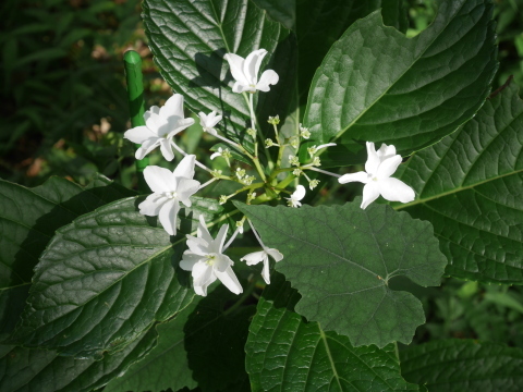 山紫陽花開花、草刈りトリオを歓迎？9・16六国見山特別手入れ_c0014967_16544733.jpg