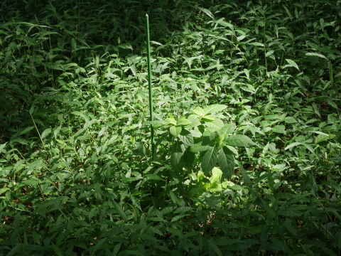 山紫陽花開花、草刈りトリオを歓迎？9・16六国見山特別手入れ_c0014967_16563333.jpg