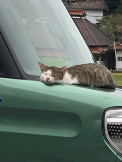 のらねこしゃしんかん_f0363168_19380904.png