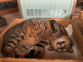のらねこしゃしんかん_f0363168_19384859.png