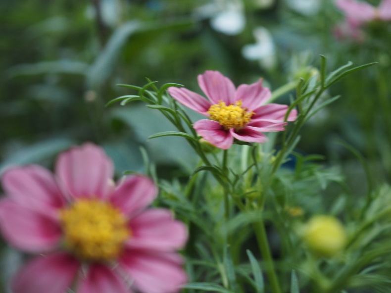 9月の庭 Vol 1 秋の花といえば グリママの花日記