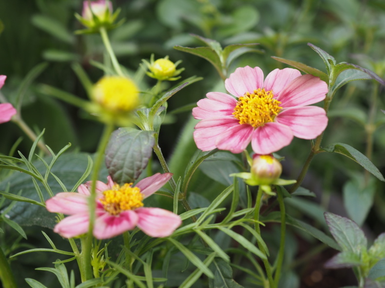 9月の庭 Vol 1 秋の花といえば グリママの花日記