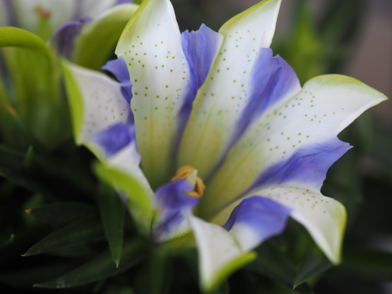 9月の庭 Vol 1 秋の花といえば グリママの花日記