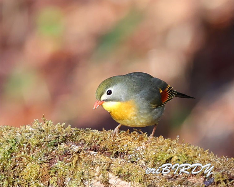 峠　ヒガラ　ソウシチョウ_e0276114_13243346.jpg