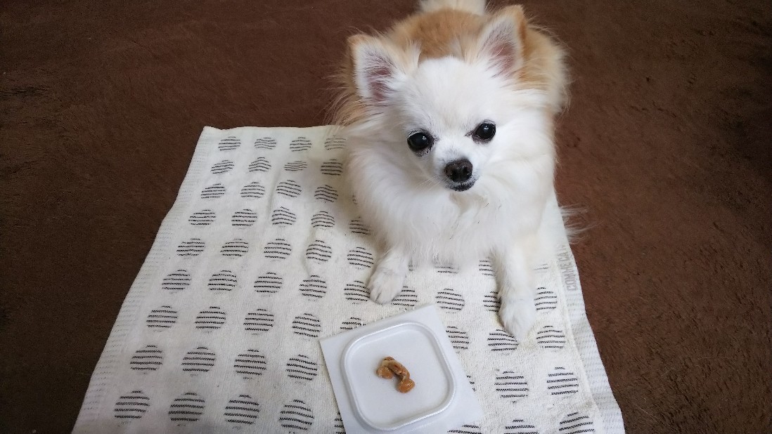 納豆大好きチワワ_c0404632_08045970.jpg