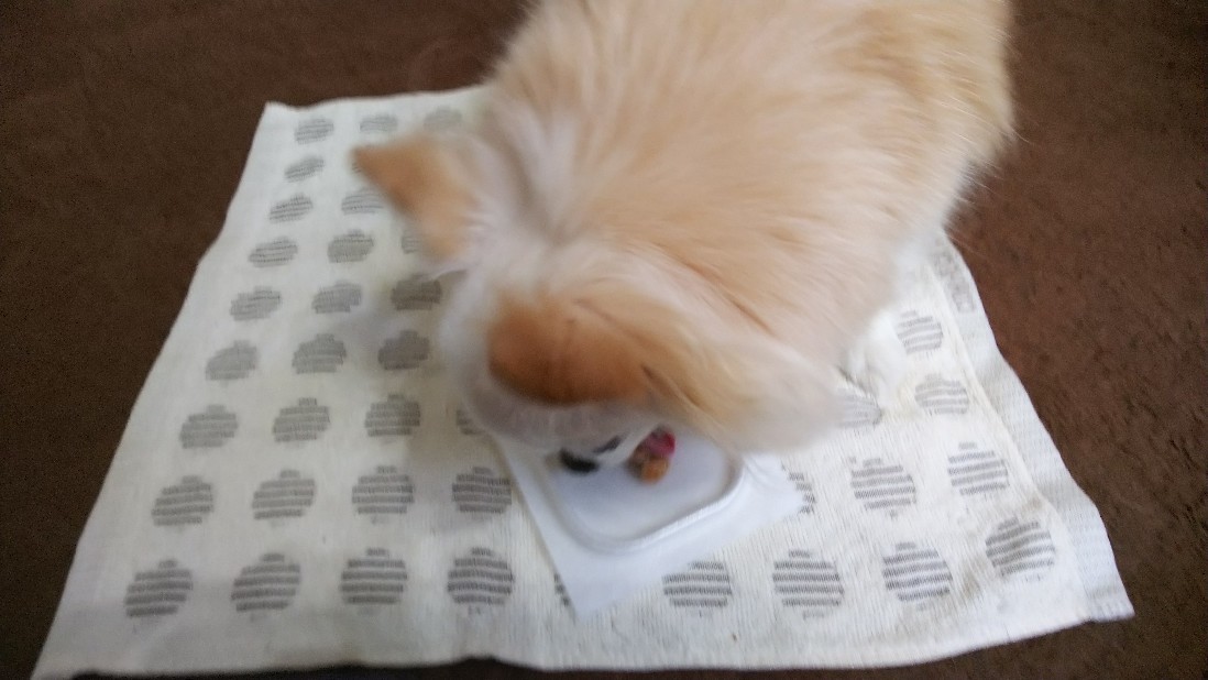 納豆大好きチワワ_c0404632_08051466.jpg