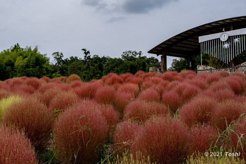 馬見丘陵公園　コキア_c0350572_09531487.jpg