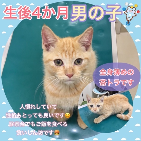 新しい家族を探しています_c0138175_19274306.jpeg