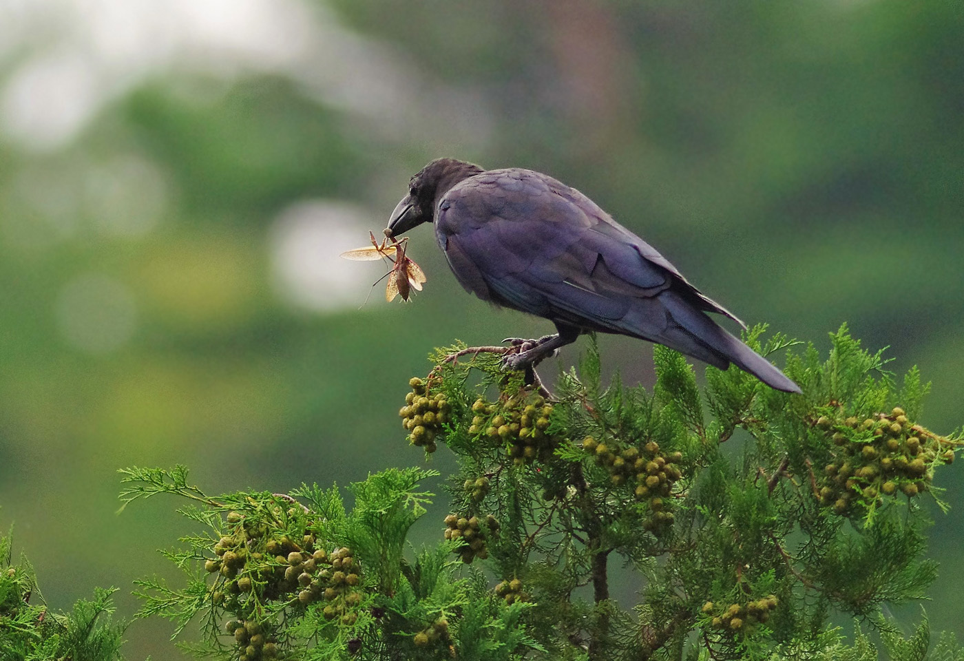 カマキリを捕るカラス ９月30日 ヤソッチひだまり写真館