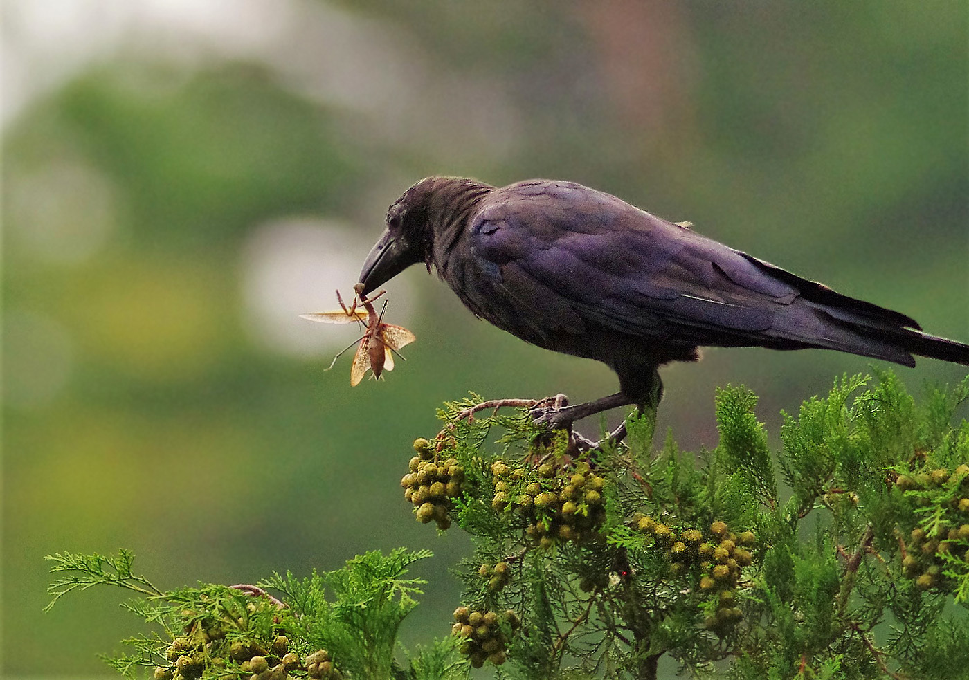 カマキリを捕るカラス ９月30日 ヤソッチひだまり写真館