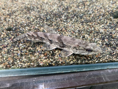 2021年9月18日更新の熱帯魚最新入荷情報!_b0141806_02120205.jpeg