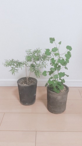 お洒落で可愛いアップルゼラニウムとティーツリーブラック Natural Gardening お洒落で可愛いアップルゼラニウムとティーツリーブラック Natural Gardening