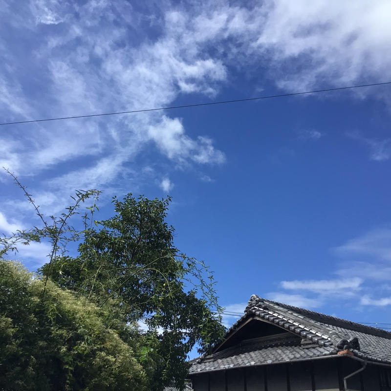 台風の後に咲いているバラと冷凍ユリの経過_c0404712_10514800.jpg