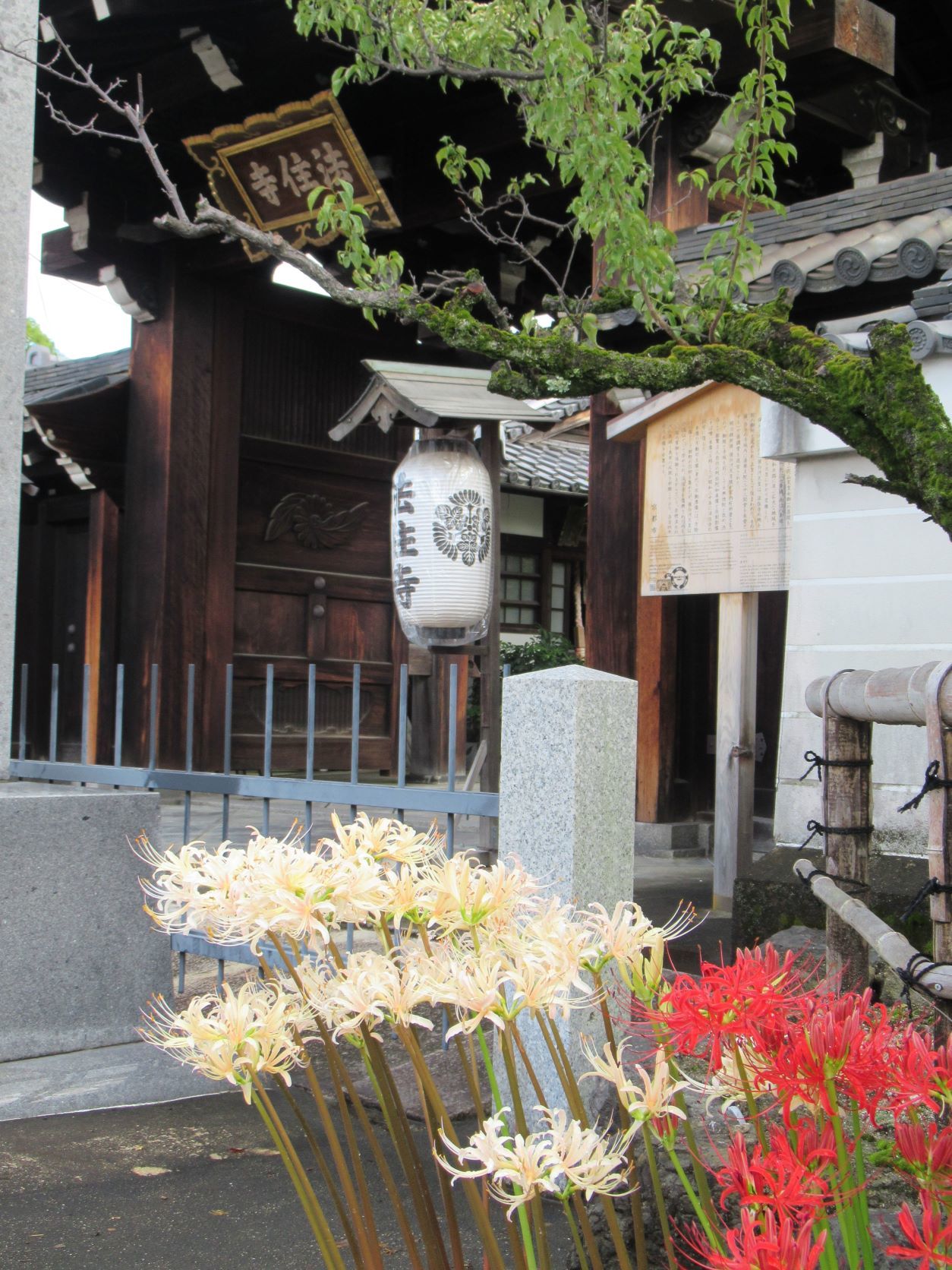 法住寺　萩もヒガンバナも盛り　_e0048413_20435908.jpg