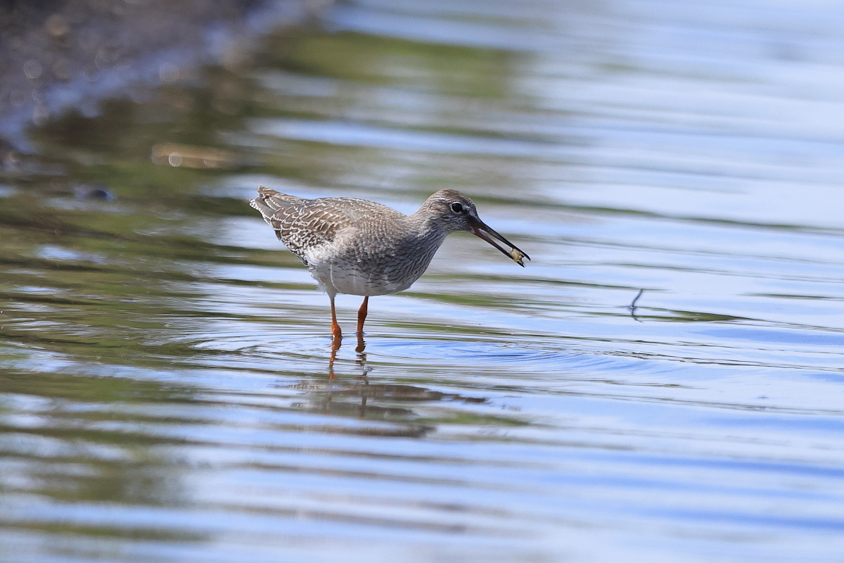 アカアシシギ 幼鳥 ② 緊急避難場所_f0369315_10532406.jpg