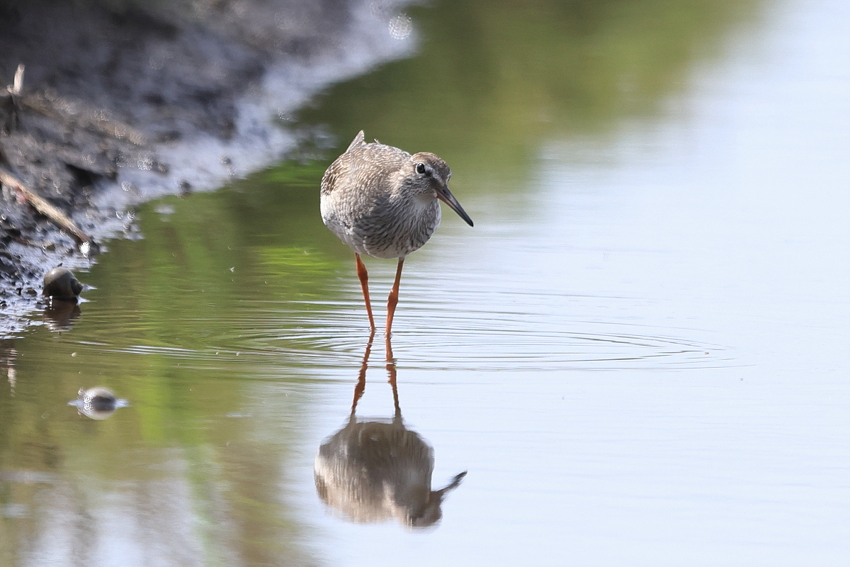 アカアシシギ 幼鳥 ③ 獲物を探して_f0369315_14482115.jpg