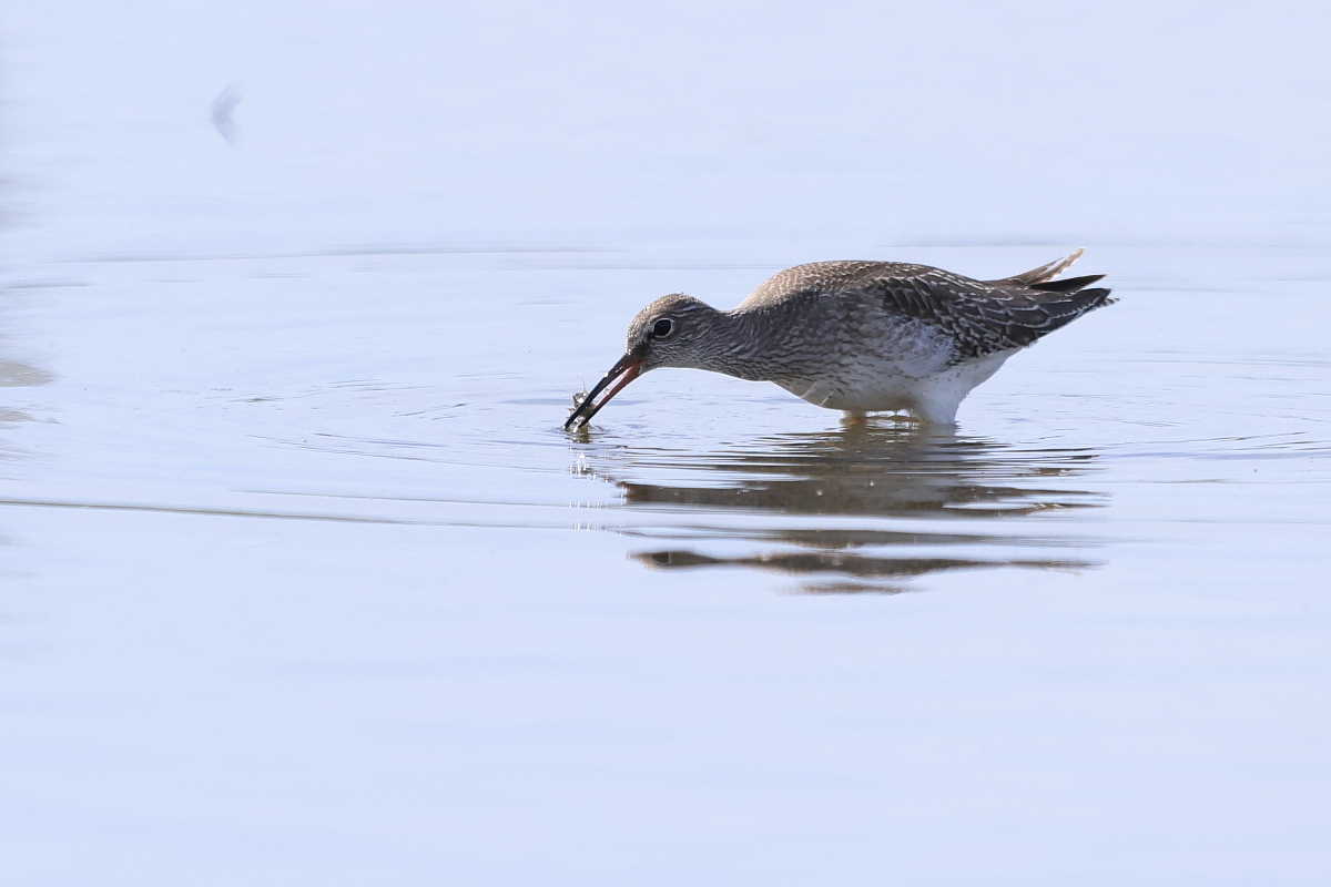 アカアシシギ 幼鳥 ③ 獲物を探して_f0369315_14482211.jpg
