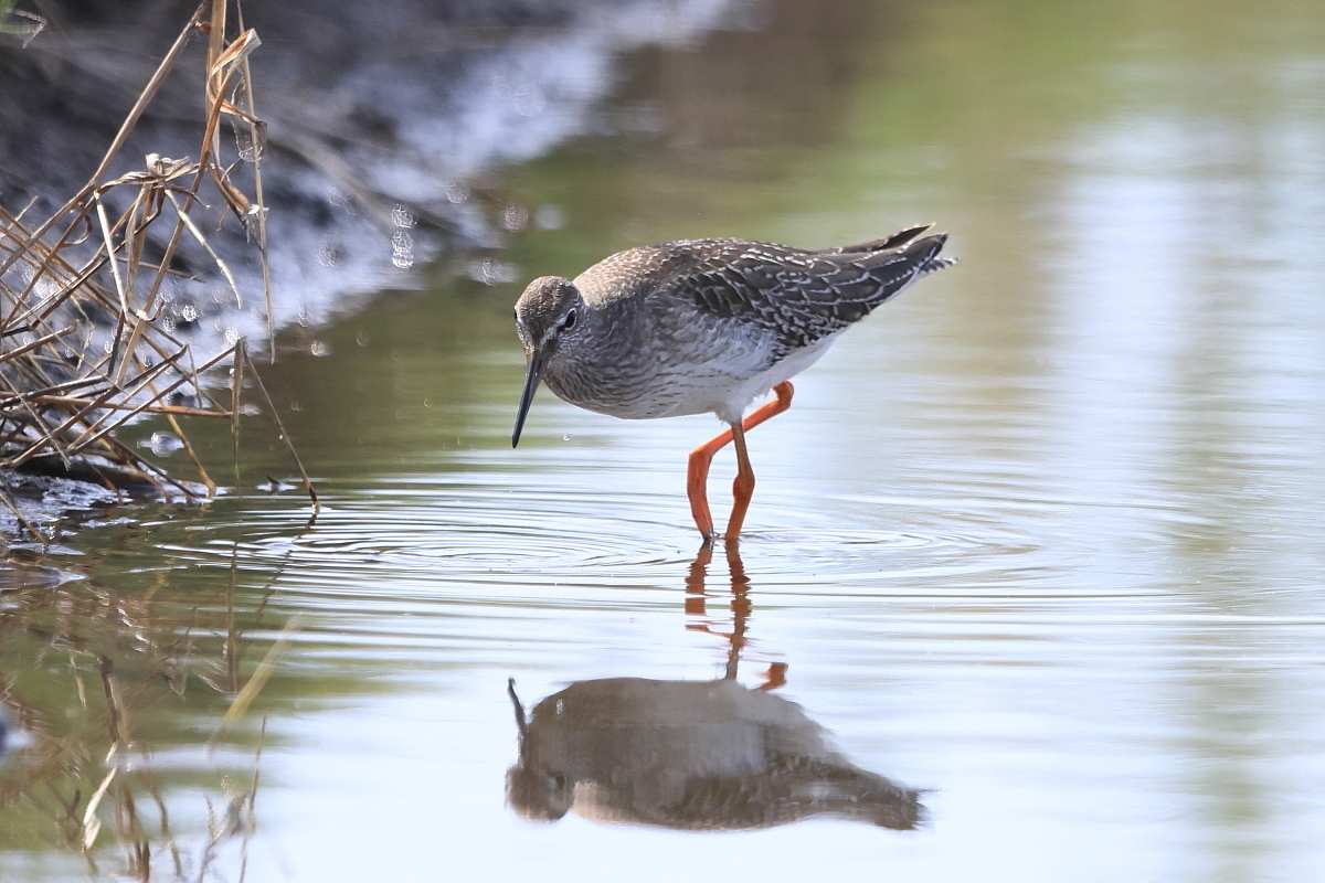 アカアシシギ 幼鳥 ③ 獲物を探して_f0369315_14482262.jpg