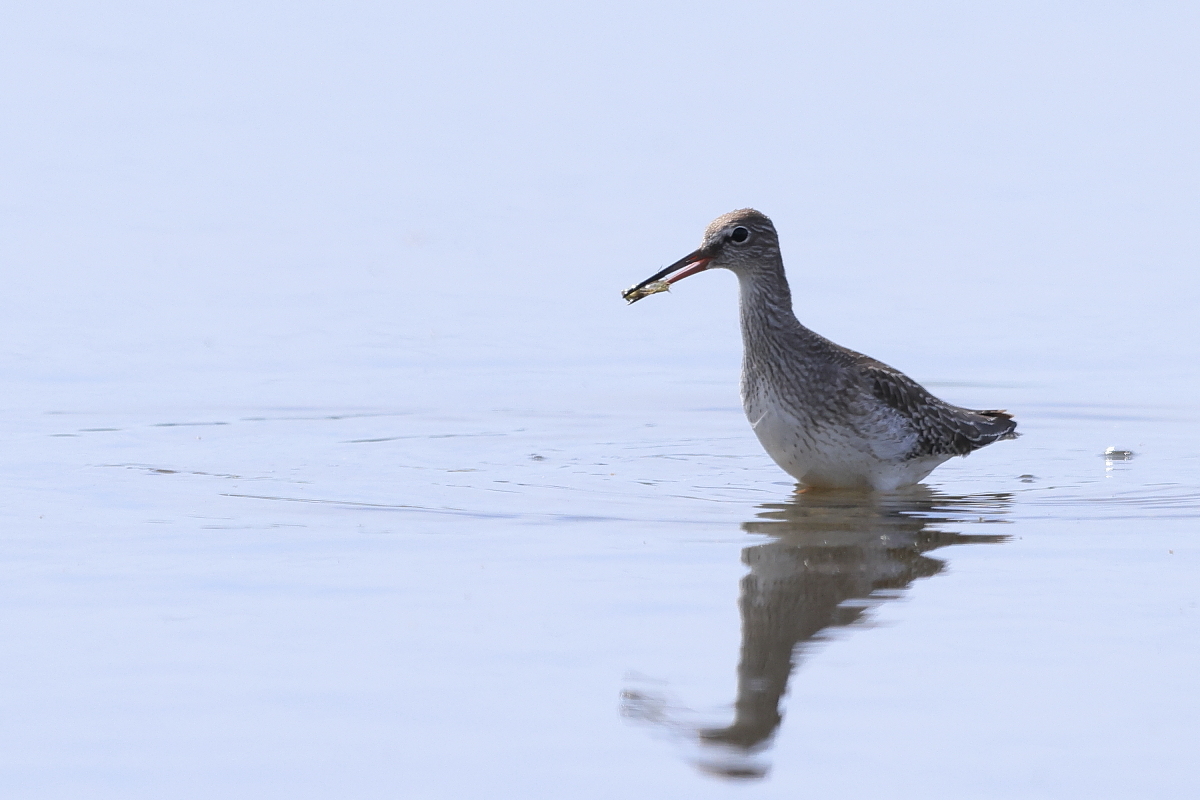 アカアシシギ 幼鳥 ③ 獲物を探して_f0369315_14482283.jpg