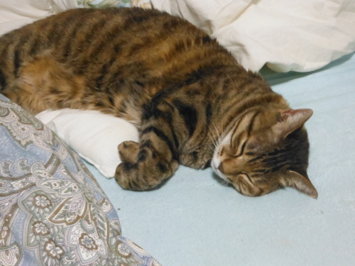 今日も好日雨読と焚火 石秀庵日記