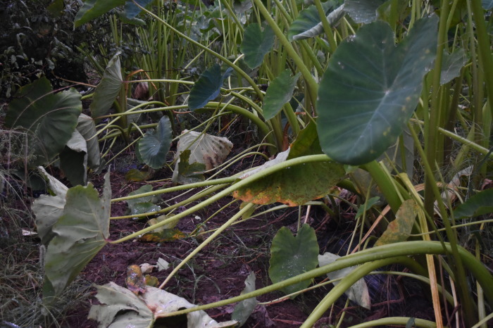 里芋の葉はかなり倒れてきました 甲府の野菜畑