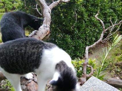きのぼり猫…_b0368362_19403478.jpg