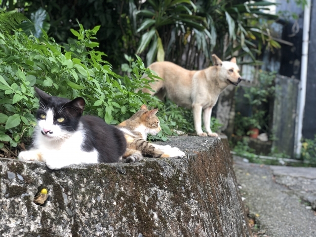動物にも人にも優しいまち_f0370467_17593233.jpg