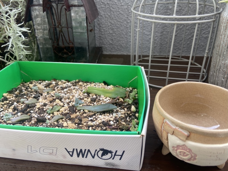 多肉植物の葉挿し Sweet 多肉植物の葉挿し Sweet