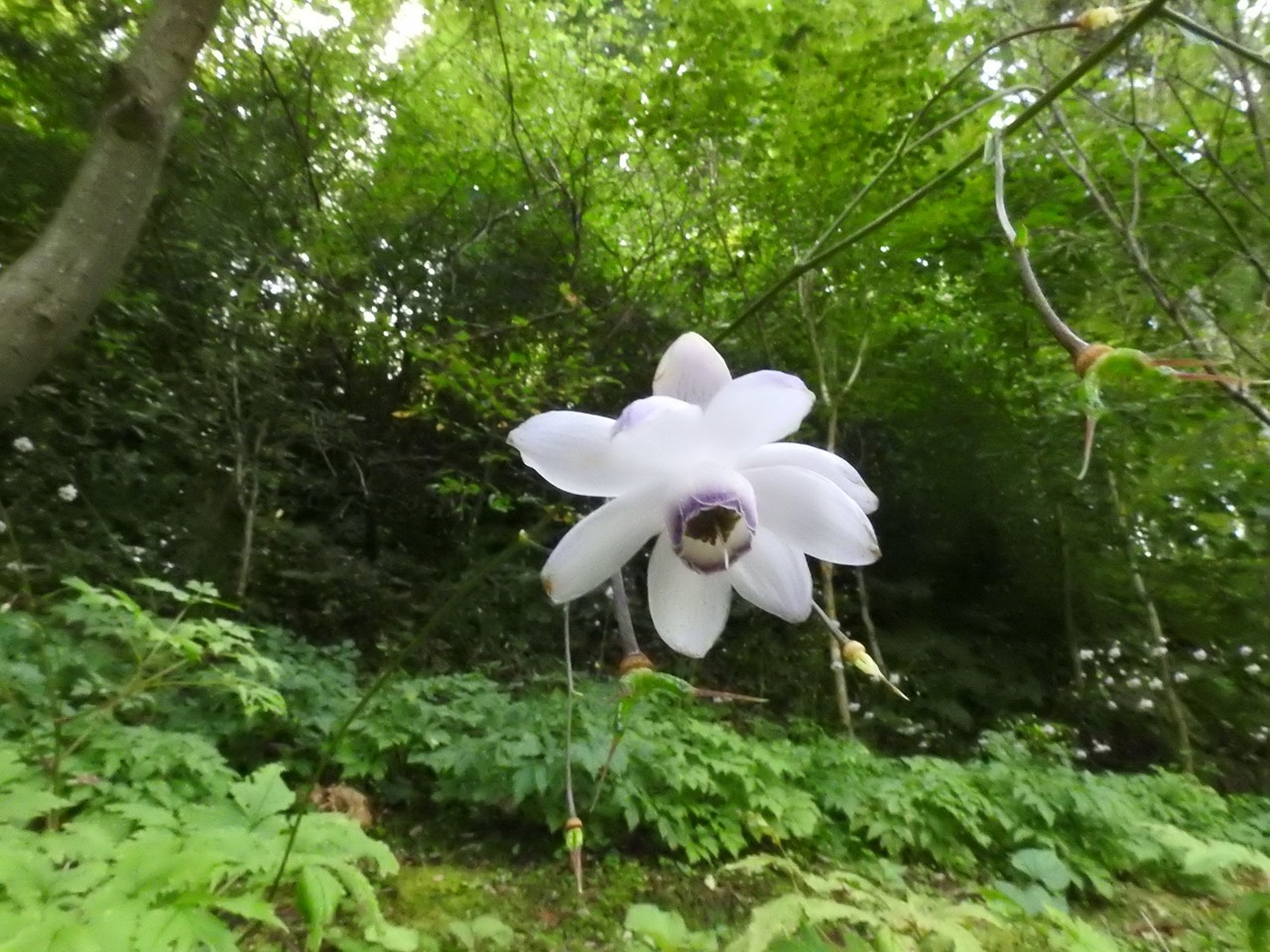 『山裾に咲く蓮華升麻(レンゲショウマ)』_d0054276_19303124.jpg