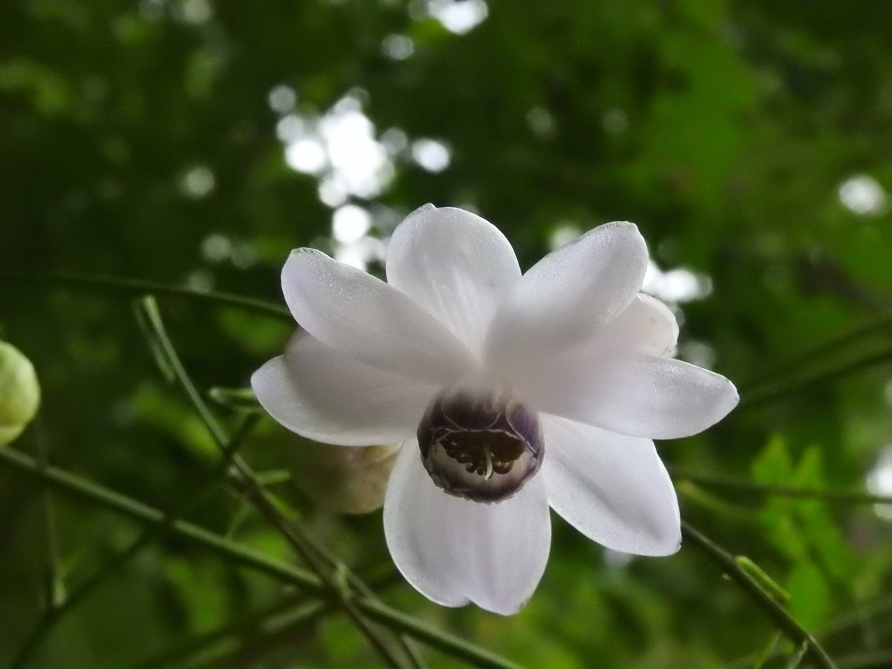 『山裾に咲く蓮華升麻(レンゲショウマ)』_d0054276_19303869.jpg