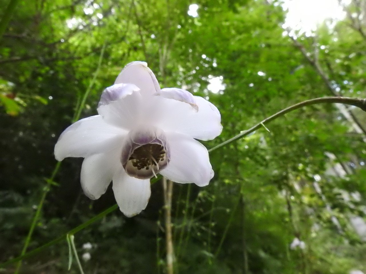 『山裾に咲く蓮華升麻(レンゲショウマ)』_d0054276_19305175.jpg