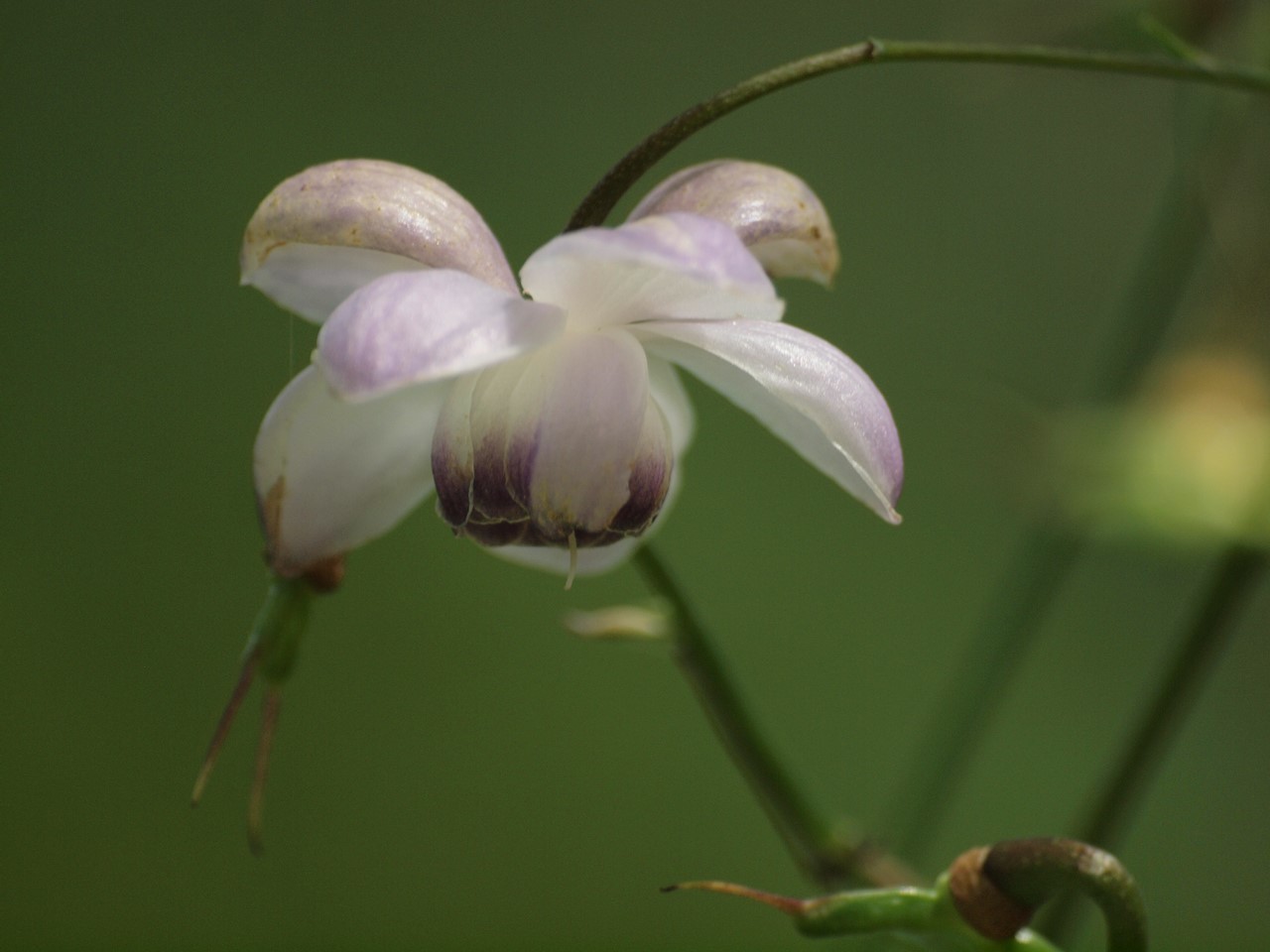 『山裾に咲く蓮華升麻(レンゲショウマ)』_d0054276_19305838.jpg