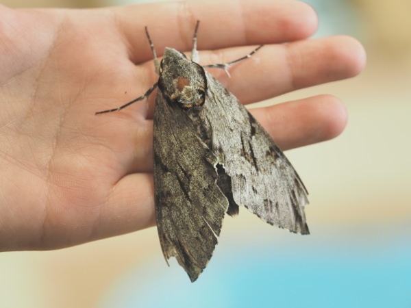 とっても大きなスズメガ シモフリスズメが見つかりました 水元かわせみの里水辺のふれあいルーム とっても大きなスズメガ シモフリスズメが見つかりました 水元かわせみの里水辺のふれあいルーム